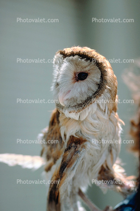 Barnyard Owl, Barn Owl