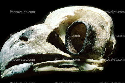 Great Horned Owl skull, (Bubo virginianus), Strigidae