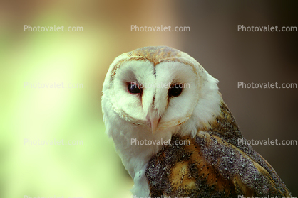Barn Owl, Barnyard Owl