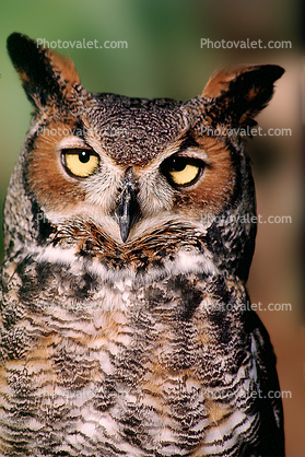 Great Horned Owl, (Bubo virginianus), Strigidae