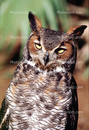 Great Horned Owl, (Bubo virginianus), Strigidae, Strigiformes