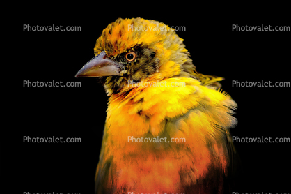 Weaver Bird, Ngorongoro Crater, Tanzania