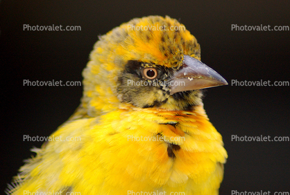 Weaver Bird, Ngorongoro Crater, Tanzania