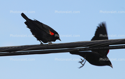 Crow, Blackbird, Marin County