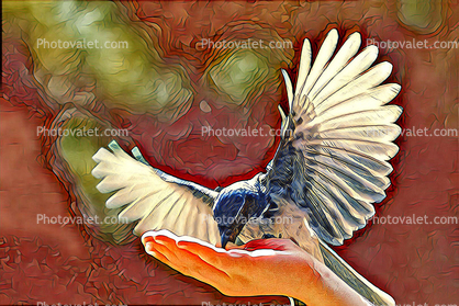 Blue Jay Spreads its wings, hand, Abstract