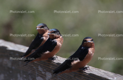 Newly Born Barn Swallows out on their first flight