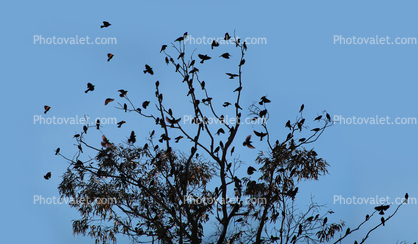 Blackbirds at the top of the tree, Laguna de Santa Rosa, Sonoma County California