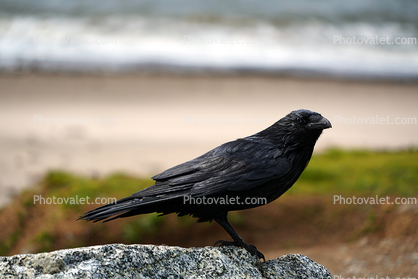 Raven on the Beach, Wadell Beach, Central California Coast