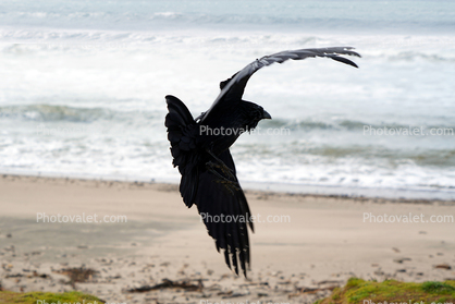 Raven in Flight, Wadell Beach, Central California Coast