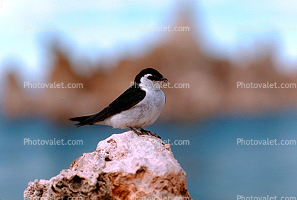 Violet Green Swallow on a Tufa Formation, (Tachycineta thalassina), Songbird