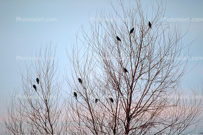 bare tree, blackbird