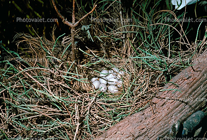 Western Meadowlark (Sturnella neglecta), Nest, Eggs