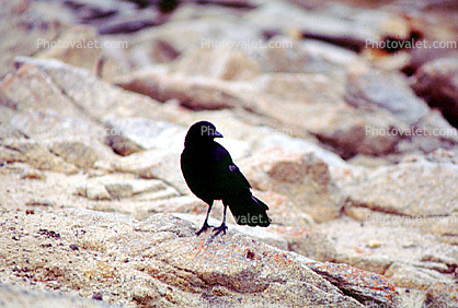 Crow, Carmel California