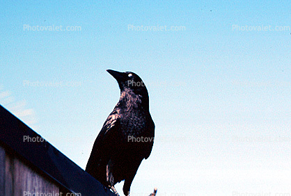 Crow, Nepenthe Restaurant, Big Sur, California, Blackbird