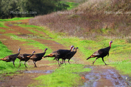 Wild Turkey, Sonoma County, Two-Rock