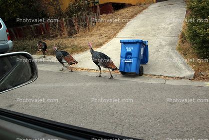 Turkey walking in a suburban setting, El Cerrito California