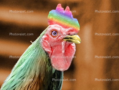 Rainbow Rooster, Cotati California