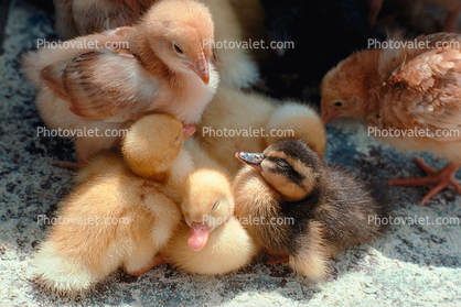 duck, chick