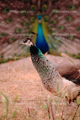 Peacock, Phasianidae, Phasianinae, Peafowl, pheasant