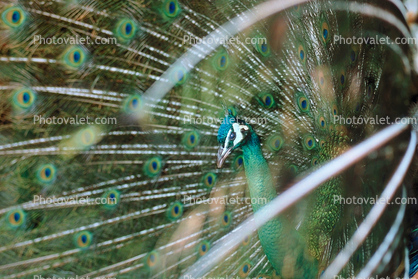 Peacock, Phasianidae, Phasianinae, Peafowl, pheasant, extravagant eye-spotted tail, eyes, iridescent, feathers, plumage