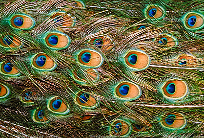 Iridescent Peacock Eyes in Feathers