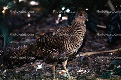 Golden Pheasant, (Chryslophus pictus)