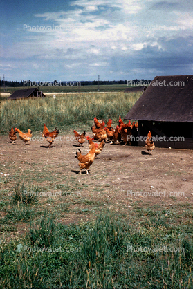 Roosters and Hens, chicken, poultry