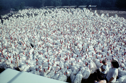 Turkeys Waiting for Slaughter, Thanksgiving