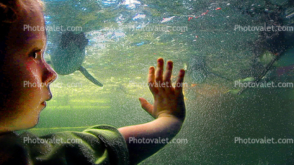 Girl, Penguins, aquarium, looking, hands