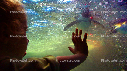 Swimming Penguin, underwater