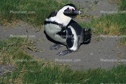 African Penguin, (Spheniscus demersus), Spheniscidae, Endangered, wildlife