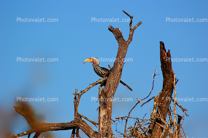 Africa Wildlife, Hornbill, Coraciiformes, Bucerotidae