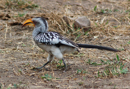 Southern Yellow-billed Hornbill, (Tockus flavirostris), Coraciiformes, Bucerotidae