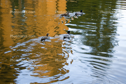 Reflection of the Palace of Fine Arts, pond, Duck