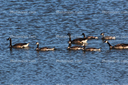 Wildlife, Canadian Geese, Novato Estuary, Marin County, California