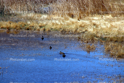 Wetlands, Ducks, Pahranagat National Wildlife Refuge, Nevada