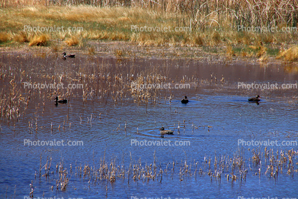 Wetlands, Ducks, Reeds, Pahranagat National Wildlife Refuge