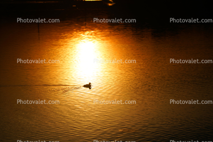 Ducks in the Sunset, Turkey