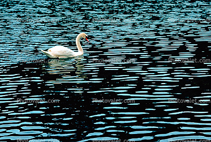 Swan, pond, lake, ripples, Wavelets
