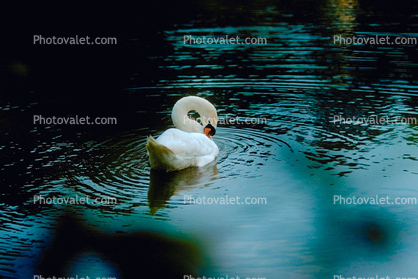 Swan, pond, lake, ripples, concentric rings, Wavelets