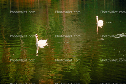 Swan, pond, lake, ripples, Wavelets