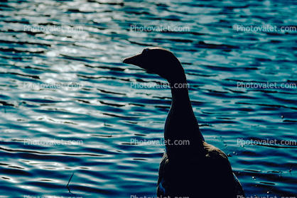 Goose, pond lake ripples, Wavelets