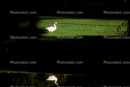 Swan, pond, reflection