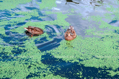 duck, wavelettes, pond