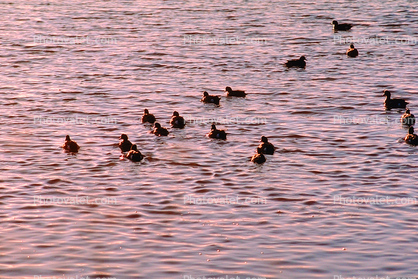 ducks, lake, ripples, Wavelets