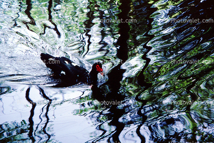 ducks, lake, ripples, reflection, Wavelets