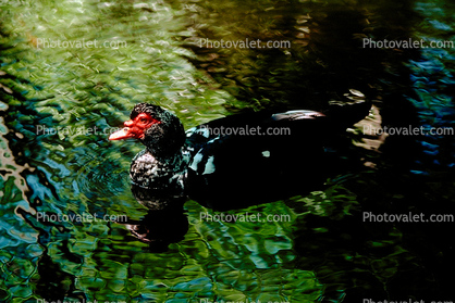 ducks, lake, pond
