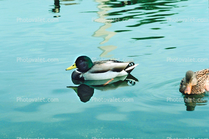 Duck, pond