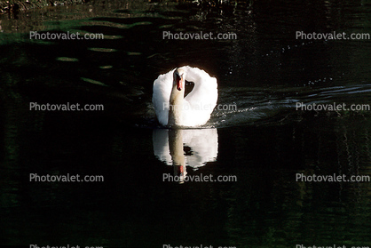 Swan, Reflection, pond, lake