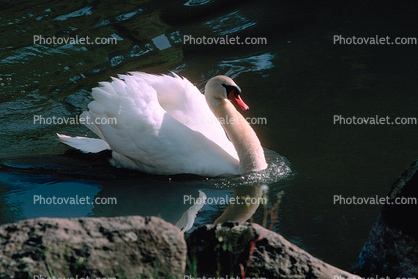 Swan, pond, lake